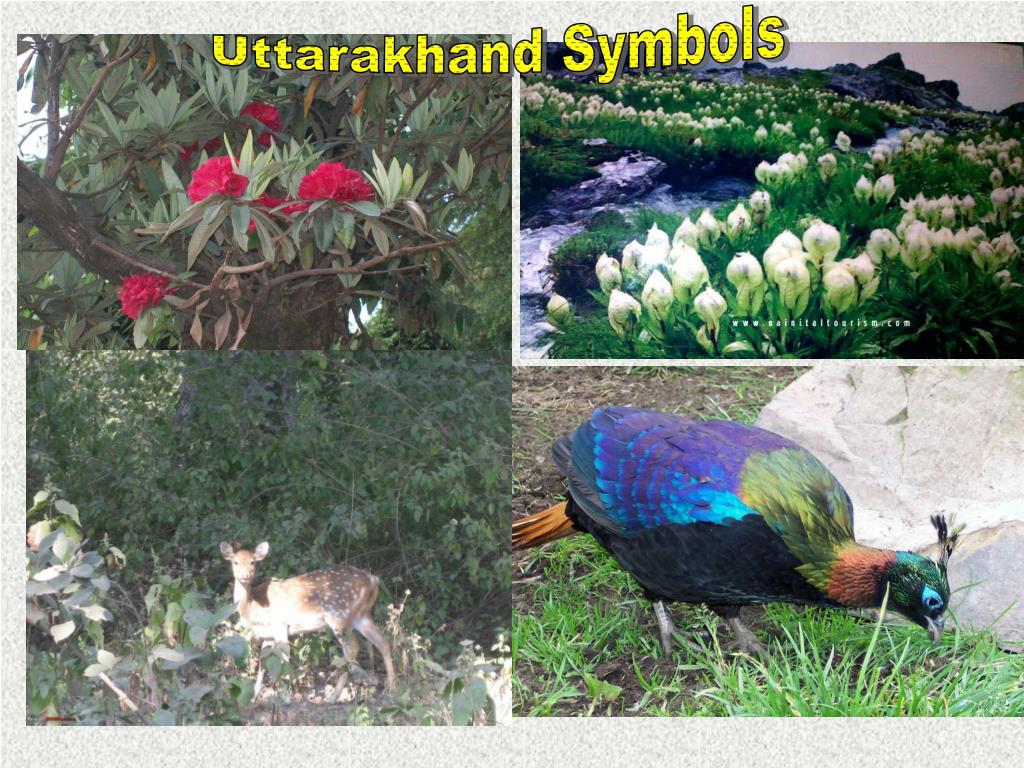 PPT - Uttarakhand Symbols PowerPoint Presentation, free download -  ID:5135675