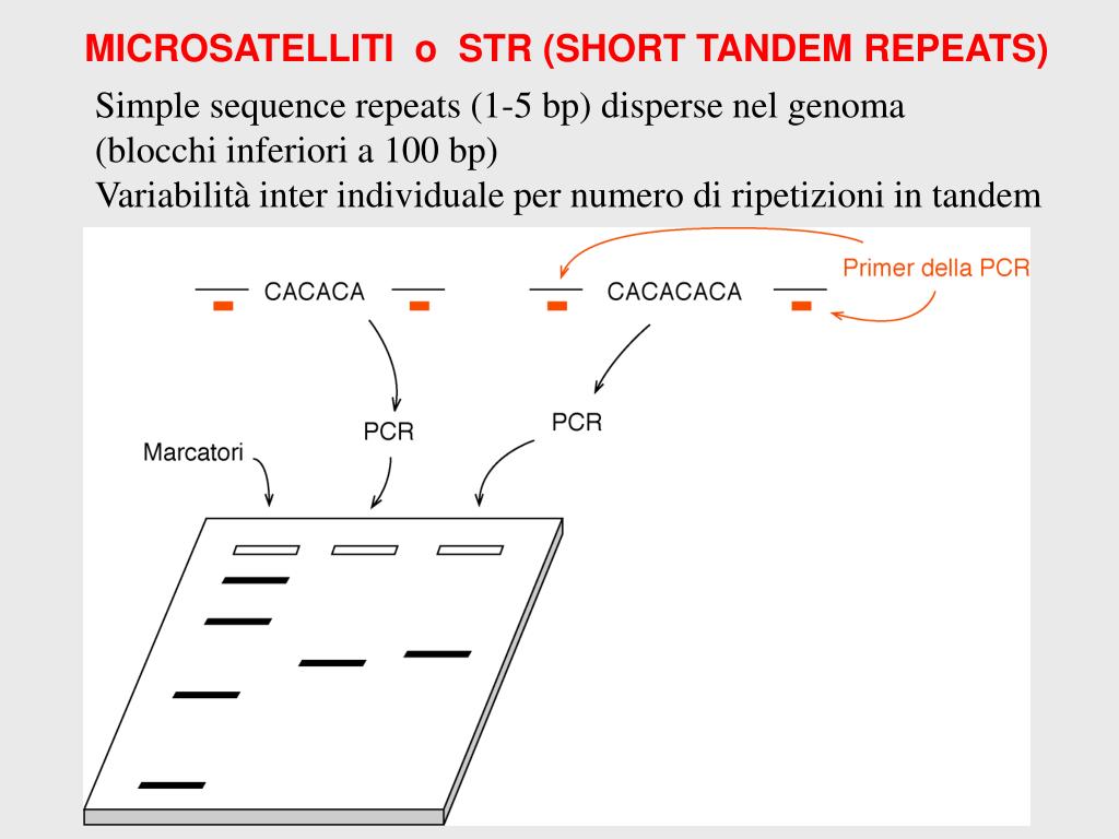 PPT - MARCATORI POLIMORFICI DEL DNA PowerPoint Presentation, free download  - ID:5136497
