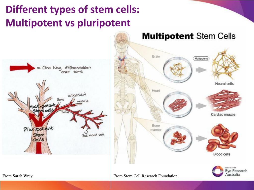 Ppt introduction to stem cells powerpoint presentation free download