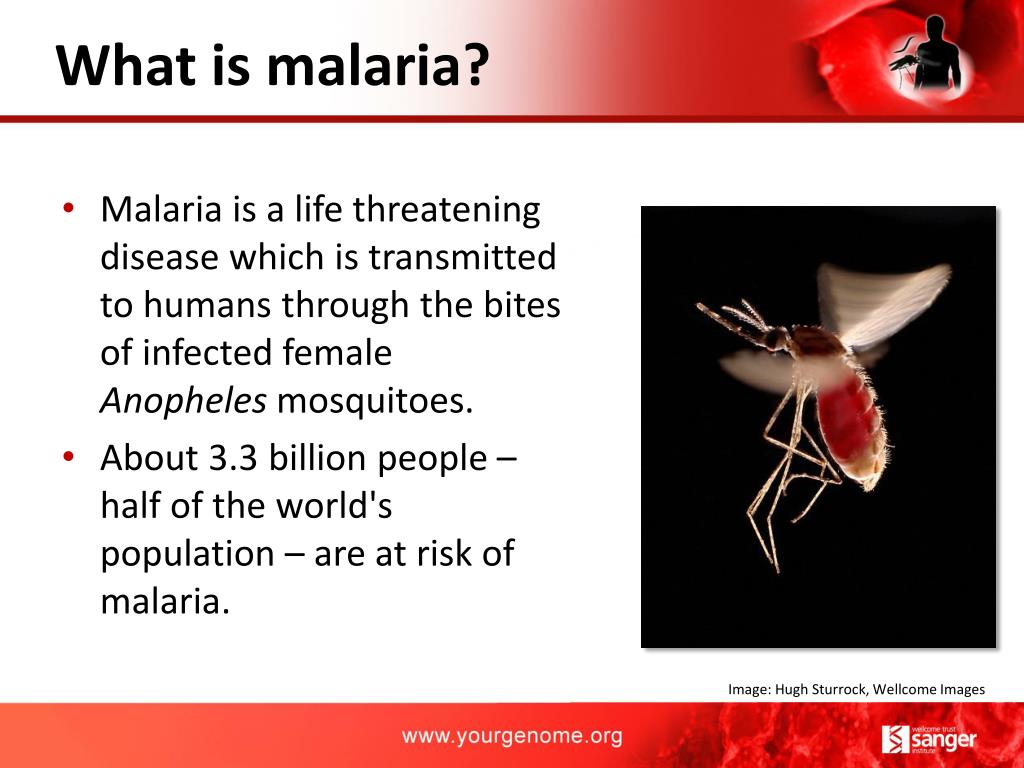 PPT Malaria Challenge PowerPoint Presentation Free Download ID 5137873 ppt-malaria-challenge-powerpoint-presentation-free-download-id-5137873