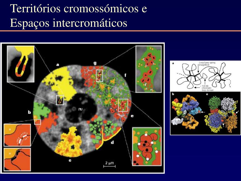 PPT Epigenética PowerPoint Presentation, free download