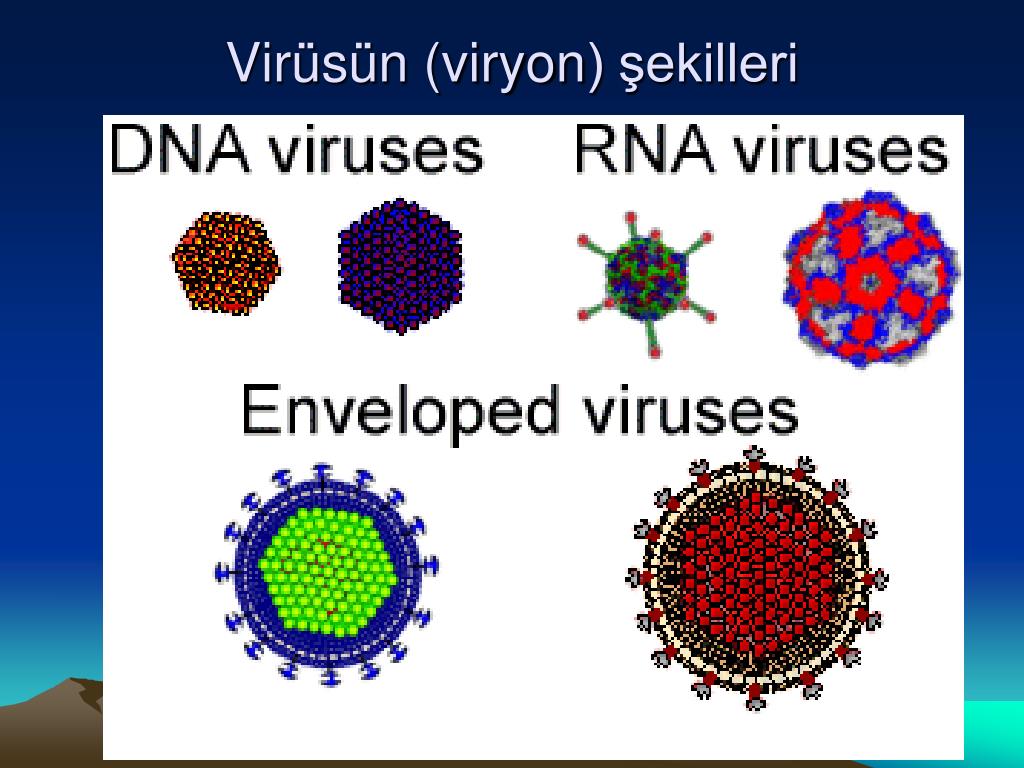 К рнк вирусам относятся вирусы