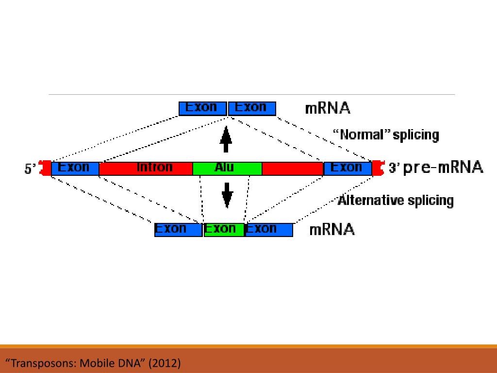 PPT - Transposon and Mechanisms of Transposition PowerPoint ...