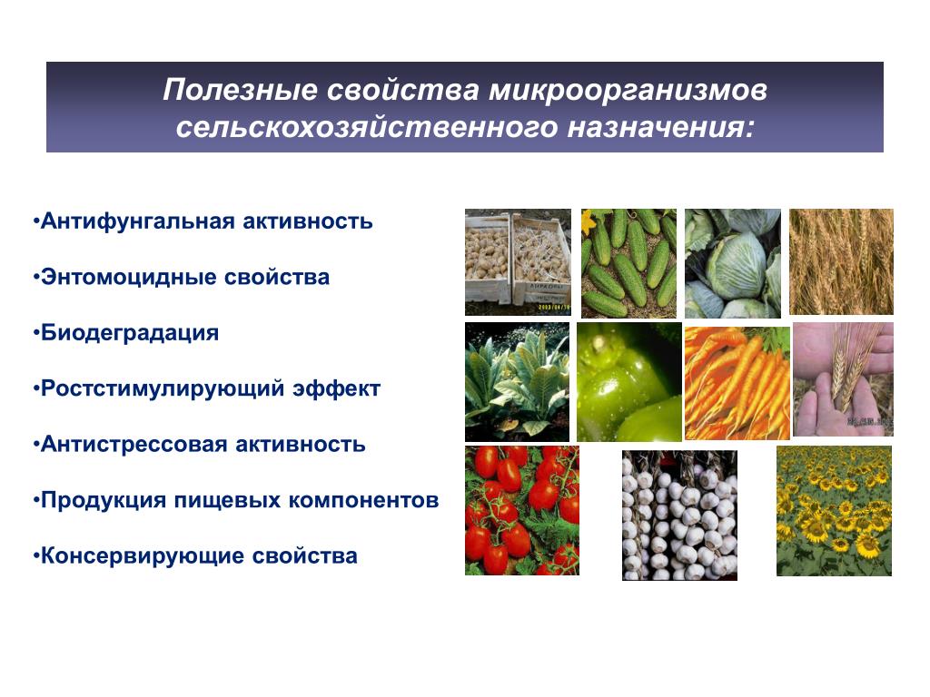 Хозяйственное использование бактерий. Микроорганизмы в сельском хозяйстве. Роль бактерий в хозяйстве. Полезные бактерии в сельском хозяйстве. Полезные свойства микроорганизмов.