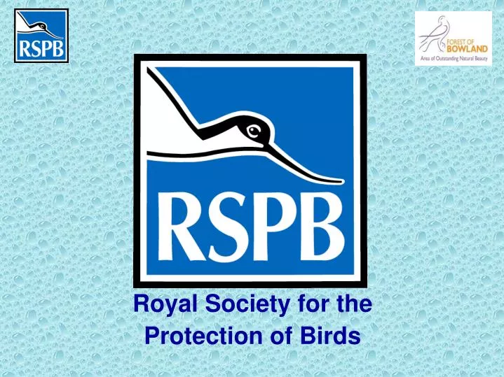 royal society for the protection of birds n.