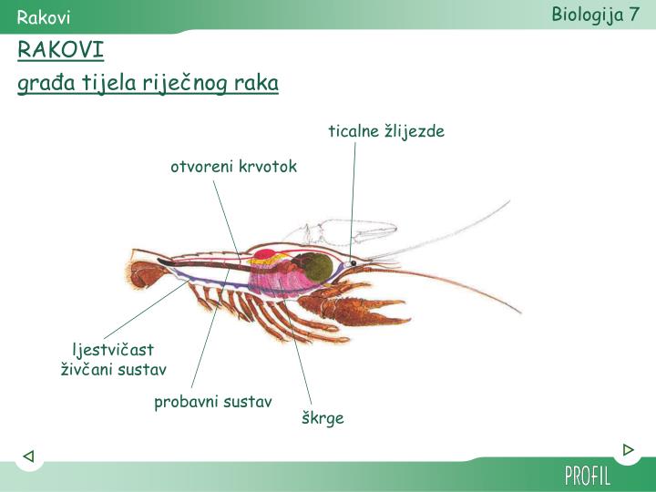 PPT - ČLANKONOŠCI PowerPoint Presentation - ID:5142099