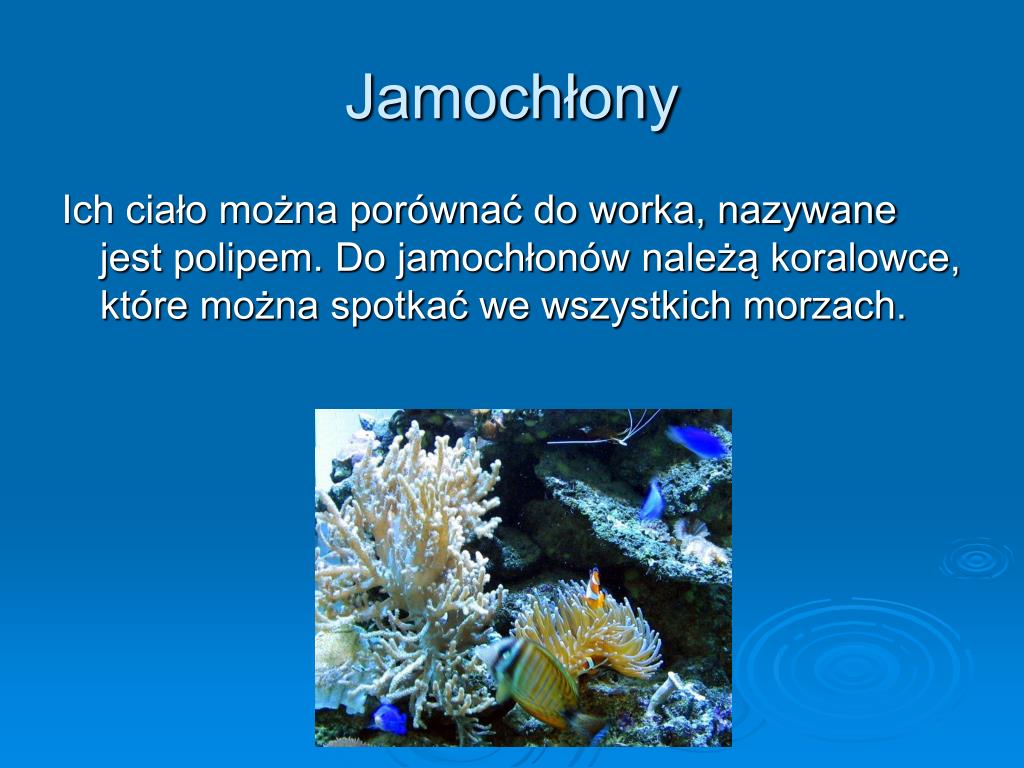 PPT - WODNY ŚWIAT ZWIERZĄT PowerPoint Presentation, free download - ID ...