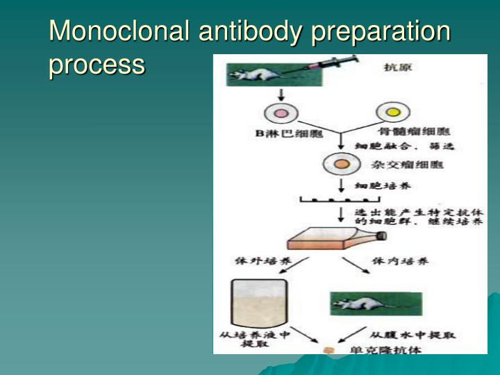 PPT - MONOCLONAL ANTIBODY PowerPoint Presentation - ID:5143072