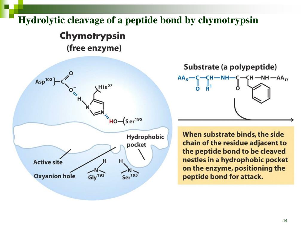 Action site. Trypsin mechanism of Action. Hydrolytic Enzymes. His пептид. Mechanism of Action of Enzymes.