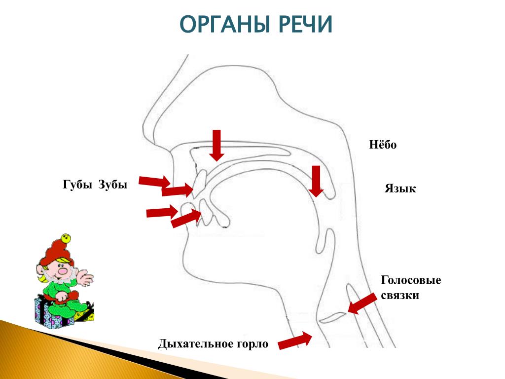 Патологии органов речи схема