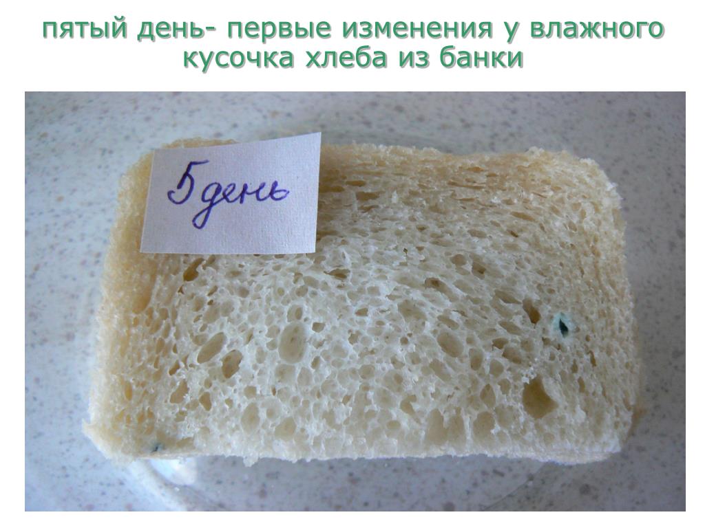 Кусочек хлеба с плесенью. Белая плесень на хлебе. Плесень на белом куске хлеба. Плесень растущая на хлебе. Плесень на белом пшеничном хлебе.