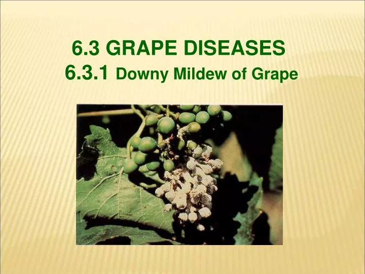 PPT 6.3 GRAPE DISEASES 6.3.1 Downy Mildew of Grape PowerPoint