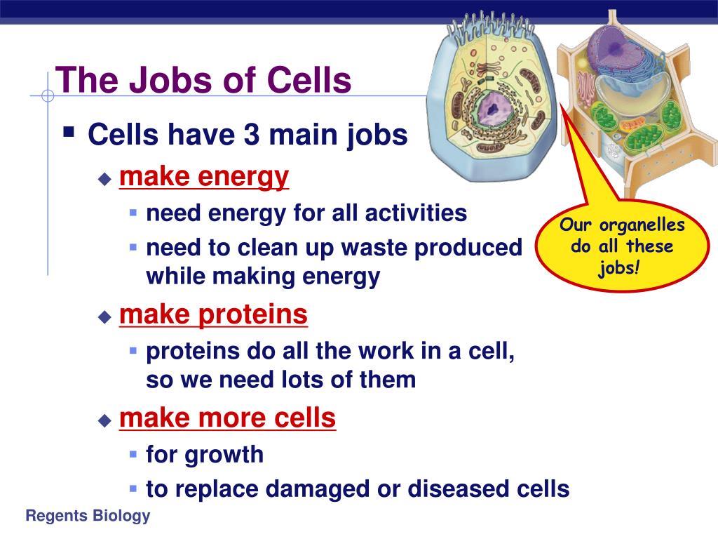 Why is a plant cell good at its job