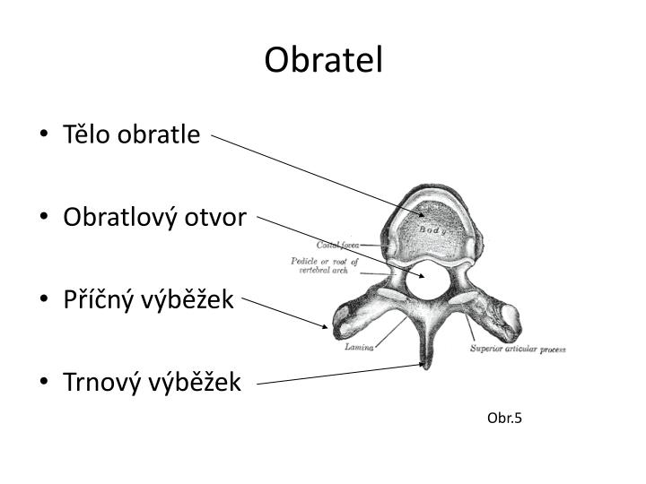 obratle páteře