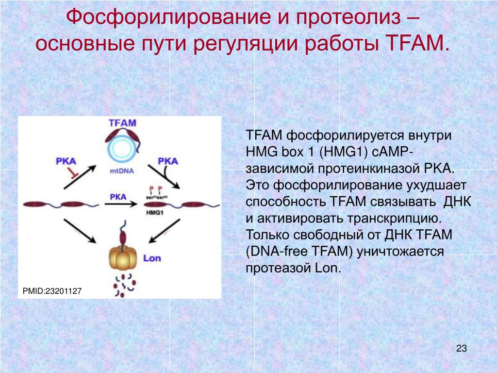 Днк 1 12. Фосфорилирование ДНК. Фосфорилирование аминокислот. Фосфорилирование нуклеотидов. Фосфорилирование белков.