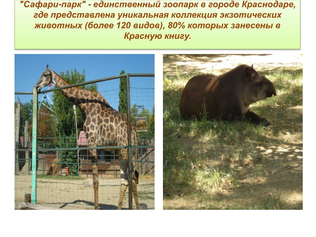 Для чего нужны зоопарки. Сообщение про сафари парк Краснодар. Животные в зоопарке Краснодар. Презентация сафари парк Краснодар. Сафари парк Краснодар животные.