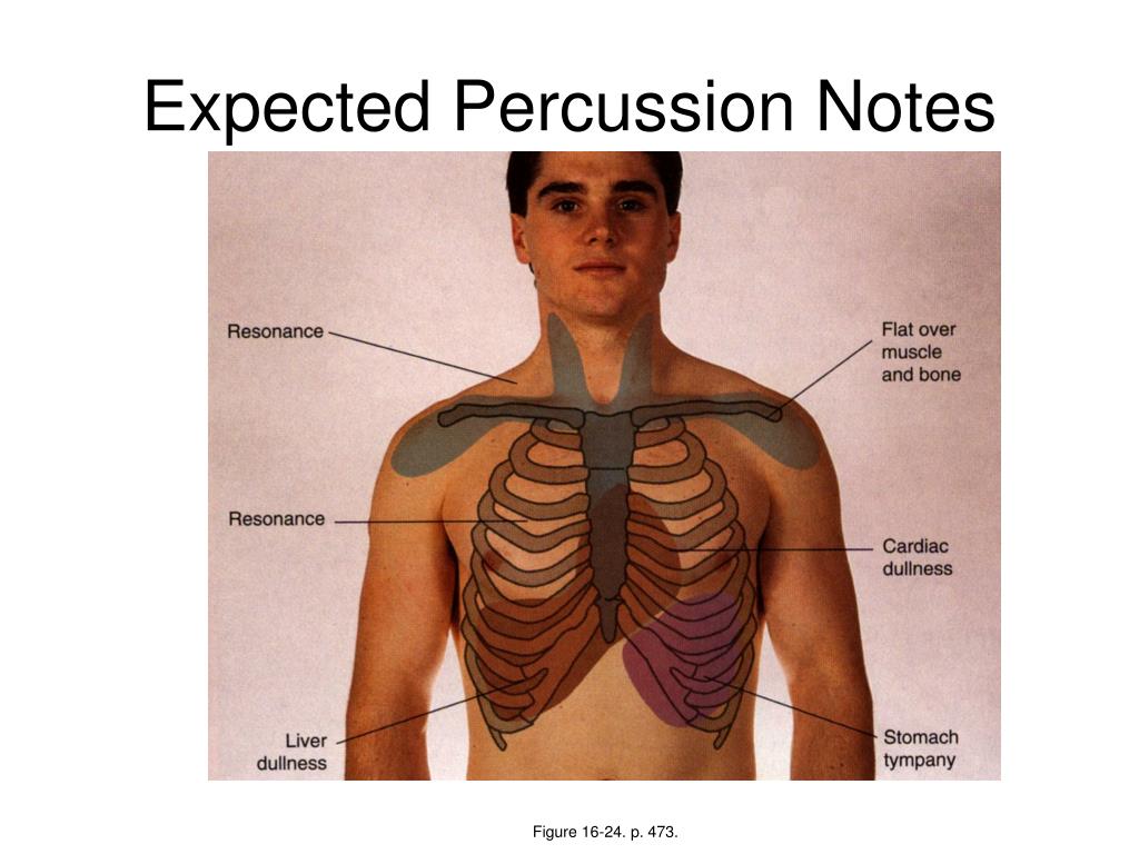 PPT Physical Exam of the Chest Auscultation PowerPoint Presentation