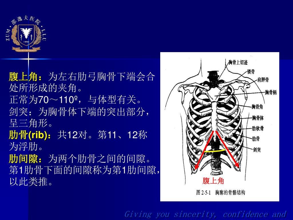 第一节 表面标志-胸心外科解剖-医学