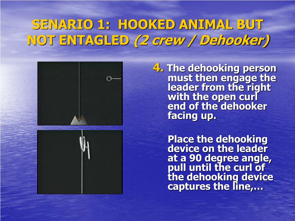 Removing hook with an ARC Pole Big Game Dehooker (NMFS/SEFSC photo
