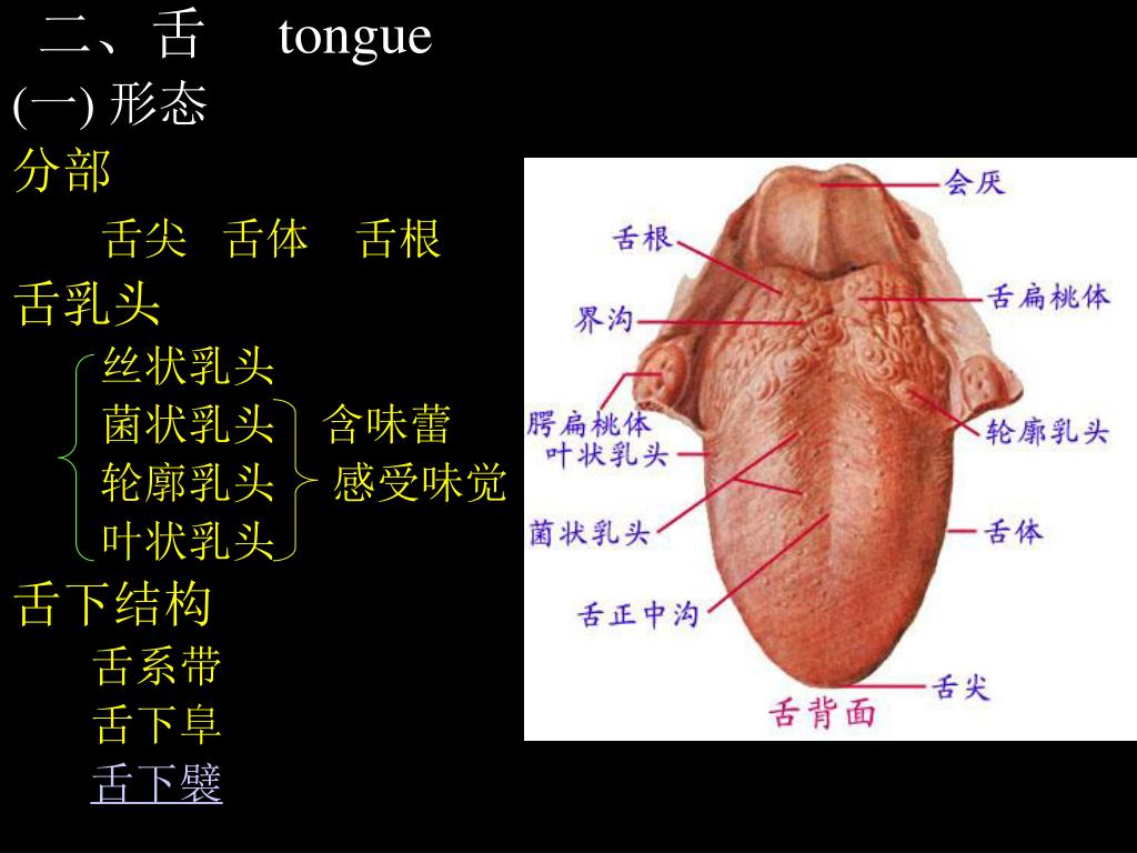 舌解剖图-千图网