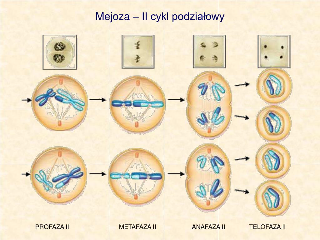 Сколько хромосом в телофазе мейоза 1. Метафаза мейоза 2. Телофаза мейоза 2. Метафаза мейоза 1. Мейоз 2 метафаза 2.
