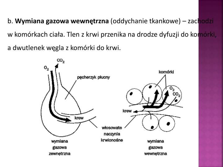 Określ Jaki Proces Zachodzi W Trzustce Człowieka W Sytuacji Głodu PPT - UKŁAD ODDECHOWY PowerPoint Presentation - ID:5163139