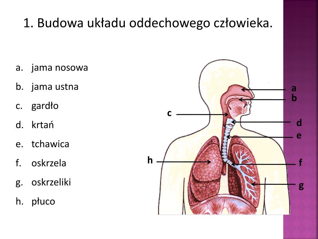 Schemat Przedstawia Elementy Wchodzące W Skład Układu Oddechowego PPT - UKŁAD ODDECHOWY PowerPoint Presentation, free download - ID:5163139
