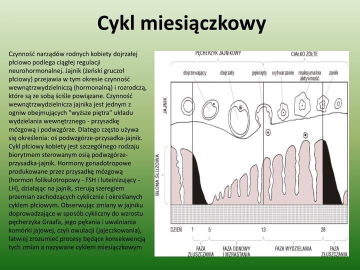 Dokończ Zdanie Cykl Miesiączkowy PPT - Układ rozrodczy PowerPoint Presentation - ID:5163529