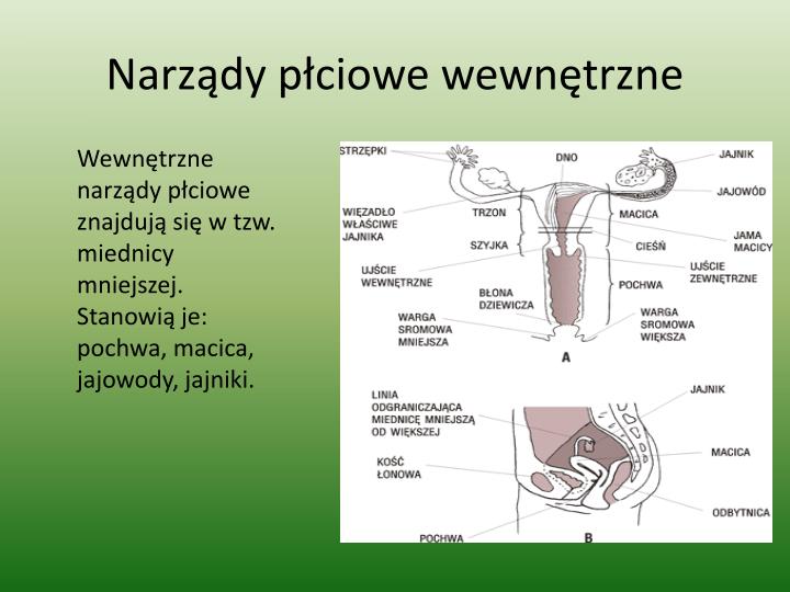 Budowa żeńskich Narządów Płciowych PPT - Układ rozrodczy PowerPoint Presentation - ID:5163529