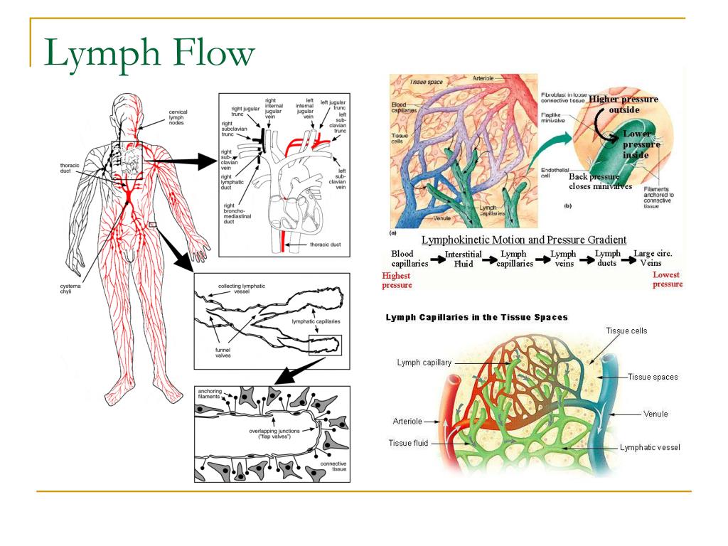 Lymphatic System Flow Direction Chart