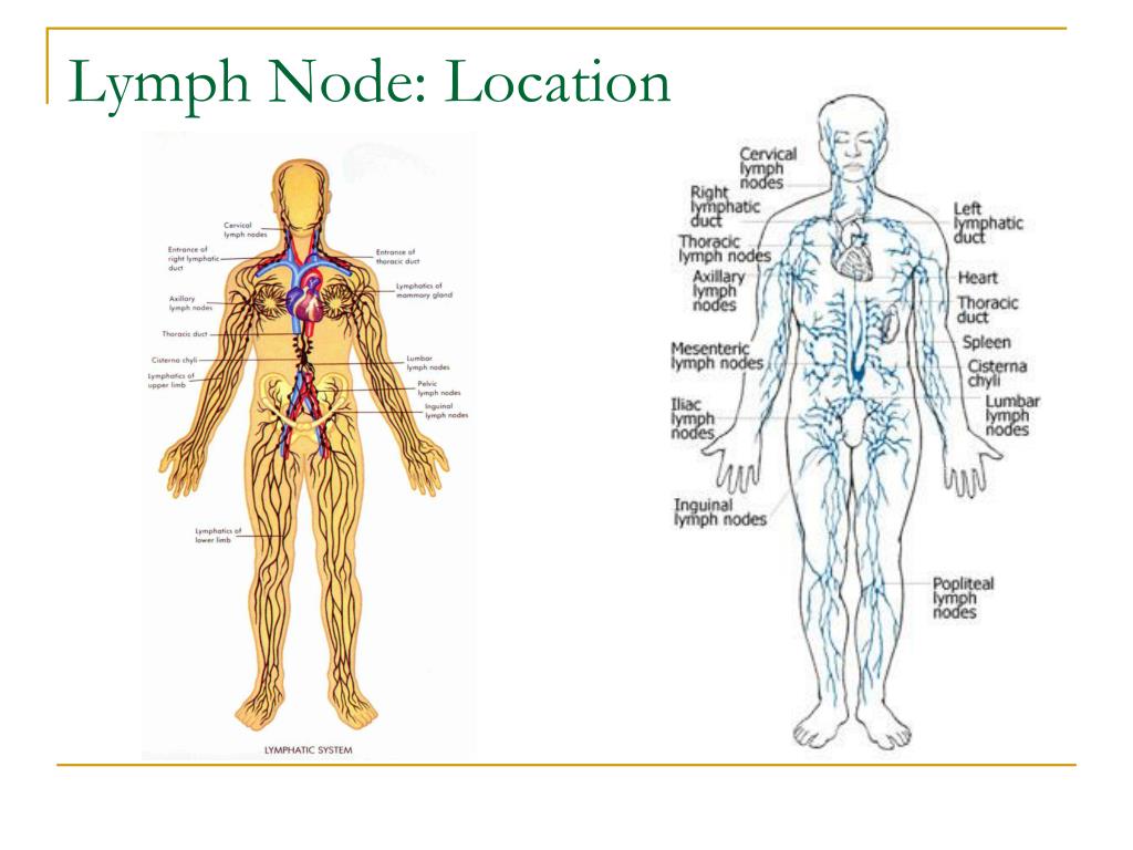 Ppt Lymphatic System Powerpoint Presentation Free Download Id5166238