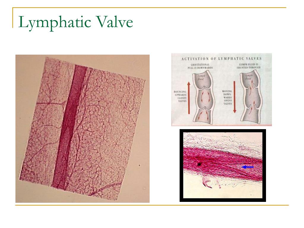 PPT - Lymphatic System PowerPoint Presentation, free download - ID:5166238