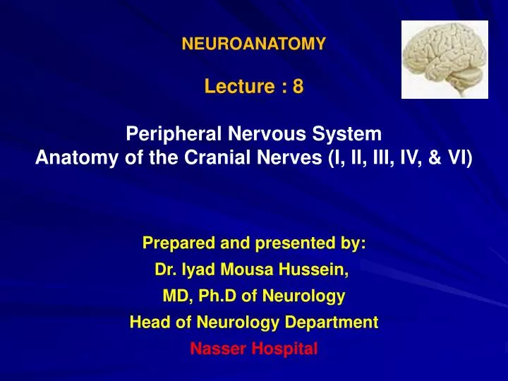 PPT NEUROANATOMY Lecture 8 Peripheral Nervous System PowerPoint 