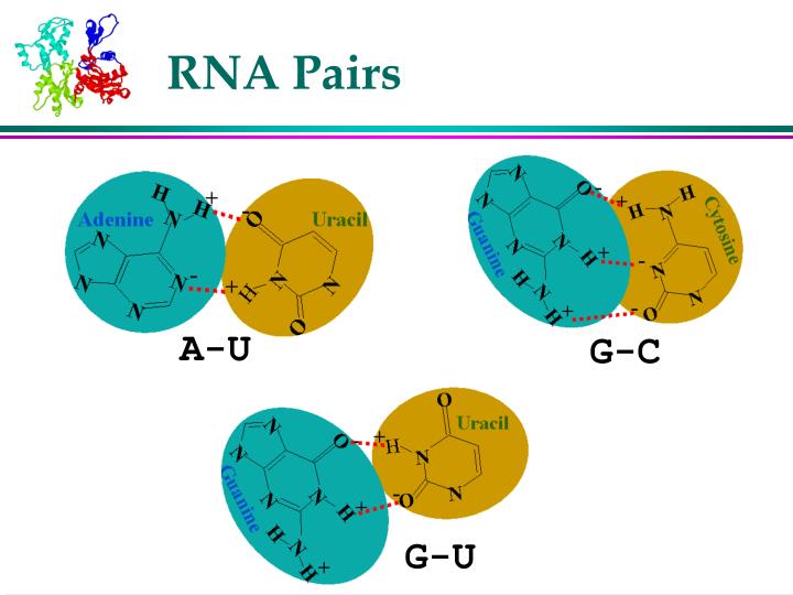 PPT - RNA Secondary Structure Prediction PowerPoint Presentation - ID ...