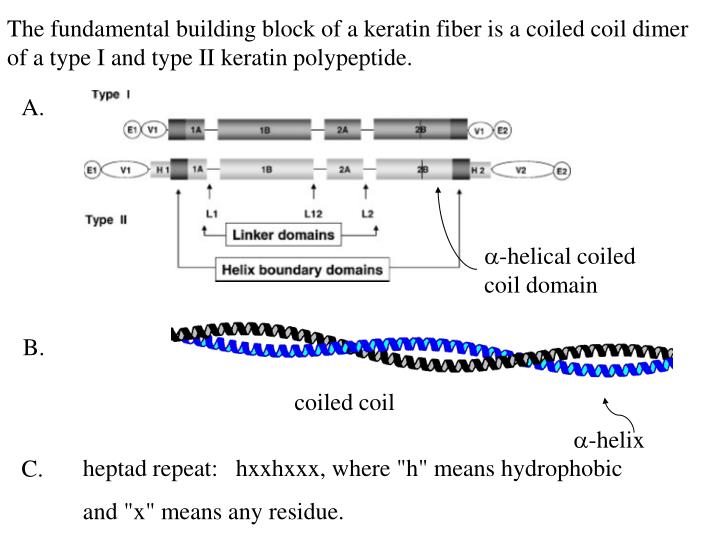 PPT Chapter 8 Fibrous proteins Major fibrous protein of epithelial