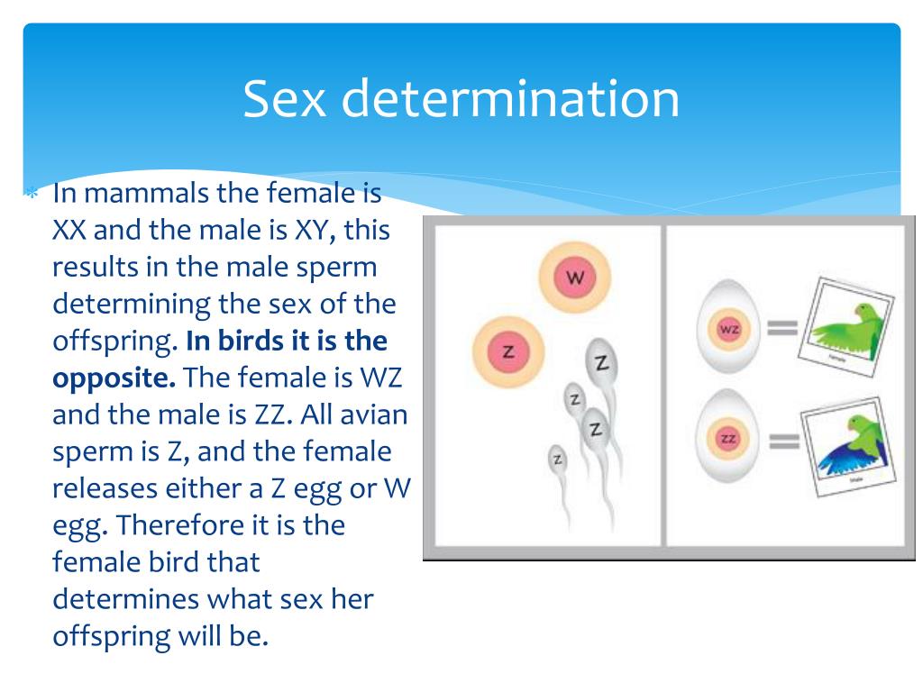Ppt Avian Reproductive System Powerpoint Presentation Free Download