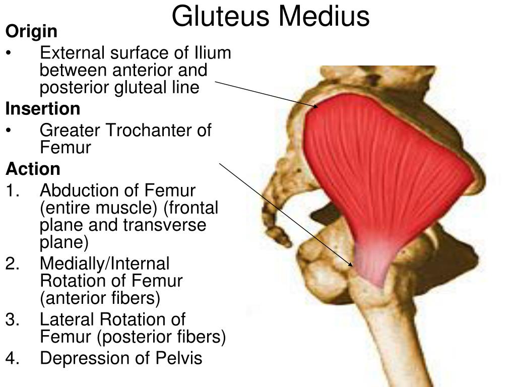 PPT - Muscles that Abduct the Femur at the Acetabulofemoral (Hip) Joint ...