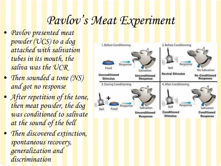pavlov experiment pavlov experiment