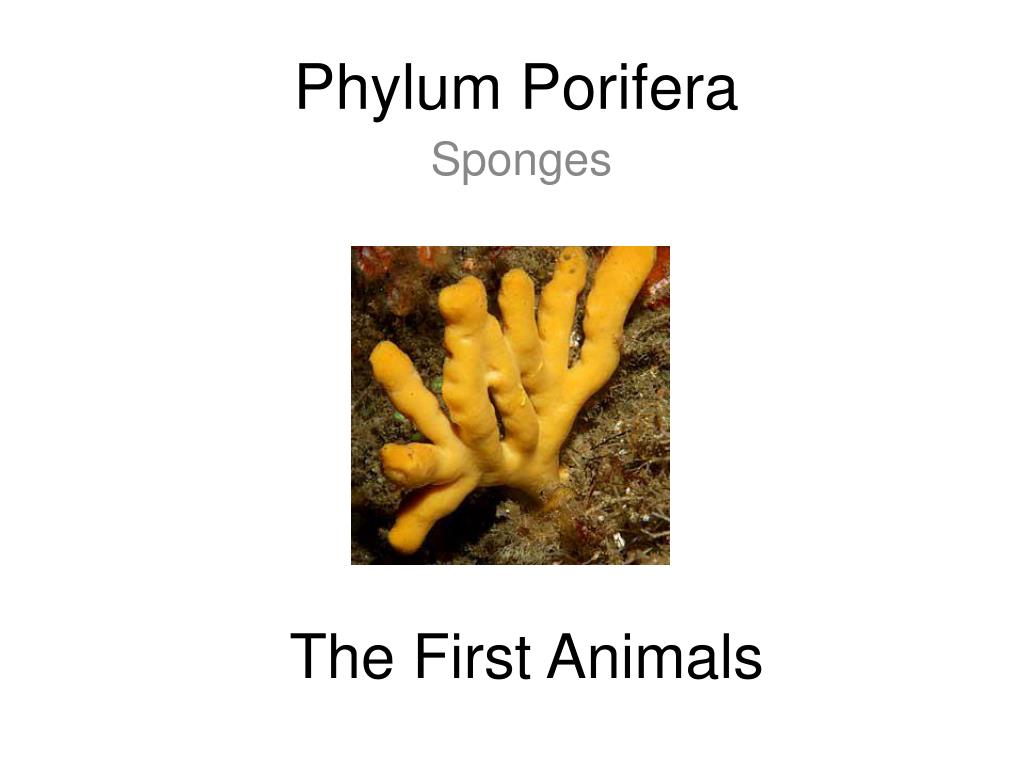 PPT - Phylum Porifera PowerPoint Presentation, free download - ID:5181275