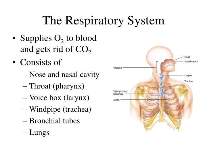 ppt the respiratory system powerpoint presentation id respiratory system powerpoint