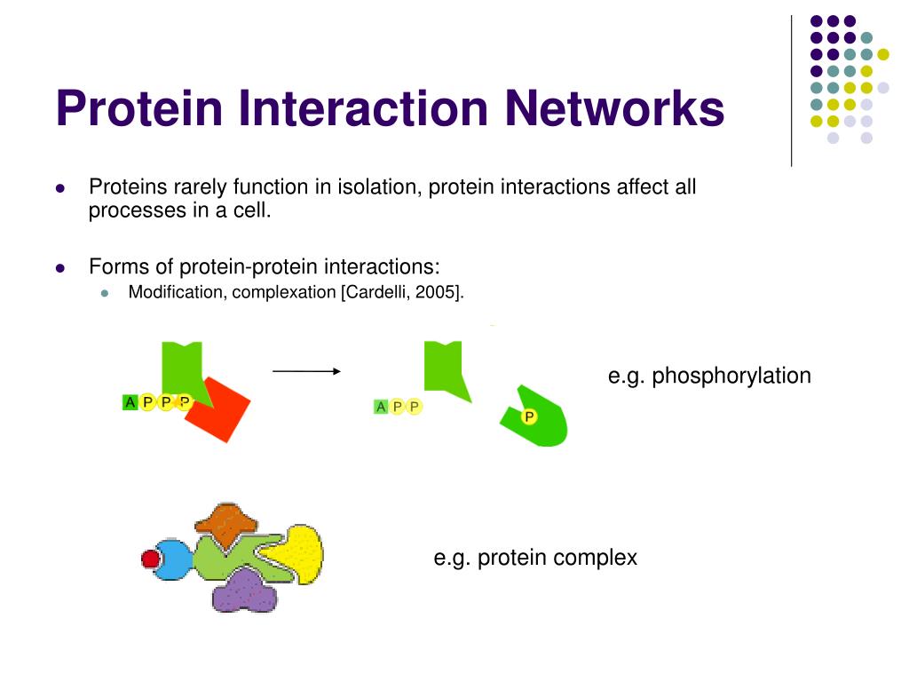 Interaction перевод. Protein Protein interaction. Protein interaction Networks.