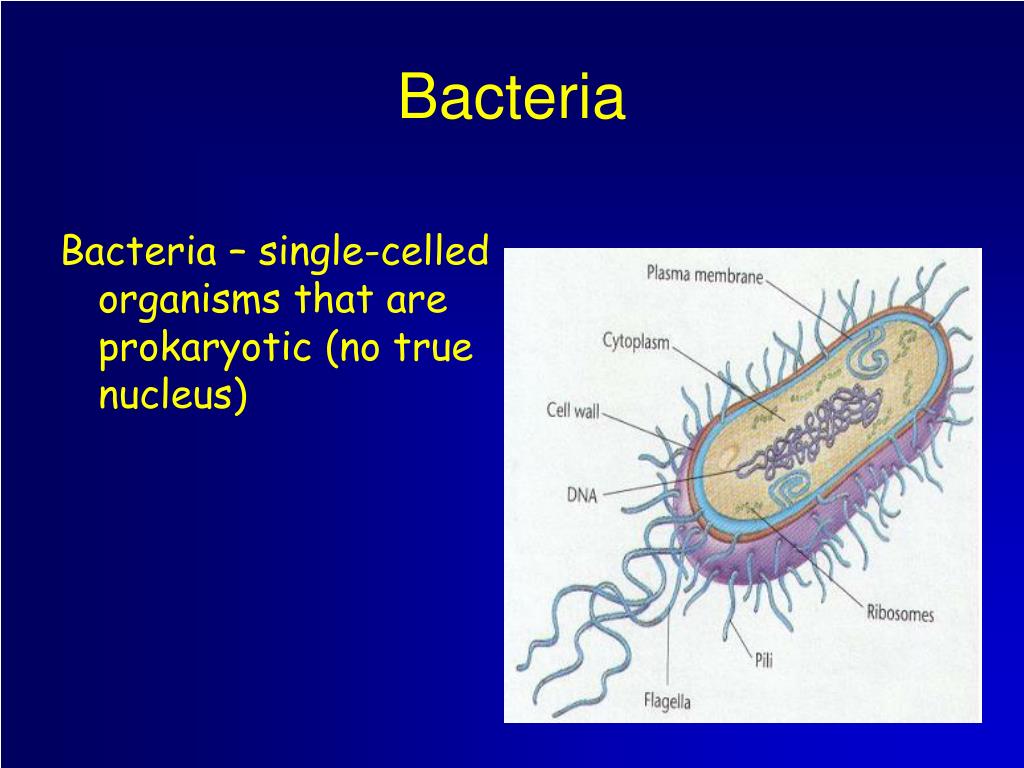 Single celled prokaryotes all organisms are Prokaryotic Domains