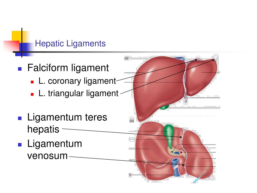 Ligamentum Teres Falciform Ligament Ct Foregut unit 3 Human Anatomy