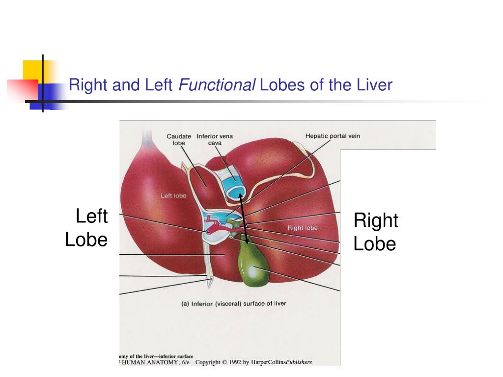 Functional Lobes Of Liver functional-lobes-of-liver