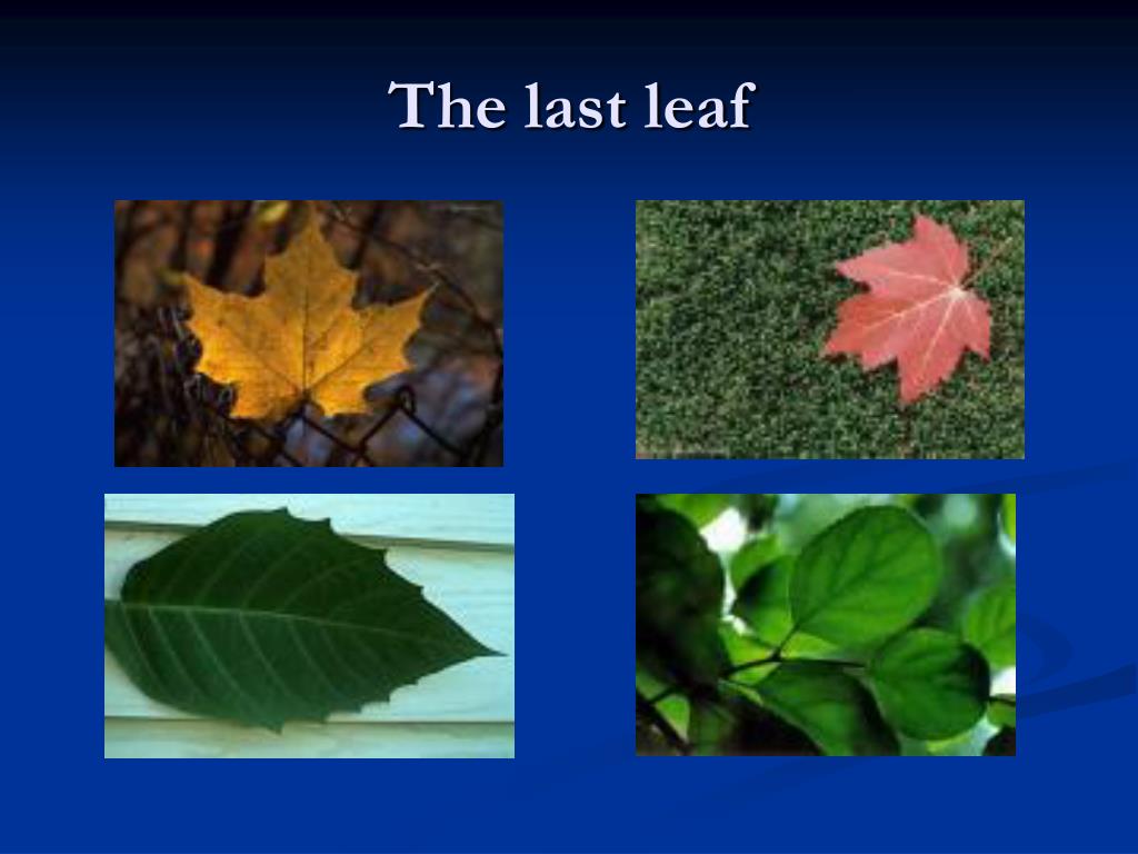 presentation on the last leaf