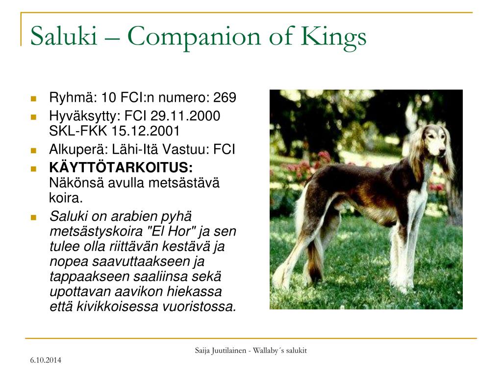 PPT - Saluki – Companion of Kings PowerPoint Presentation, free download -  ID:5193664