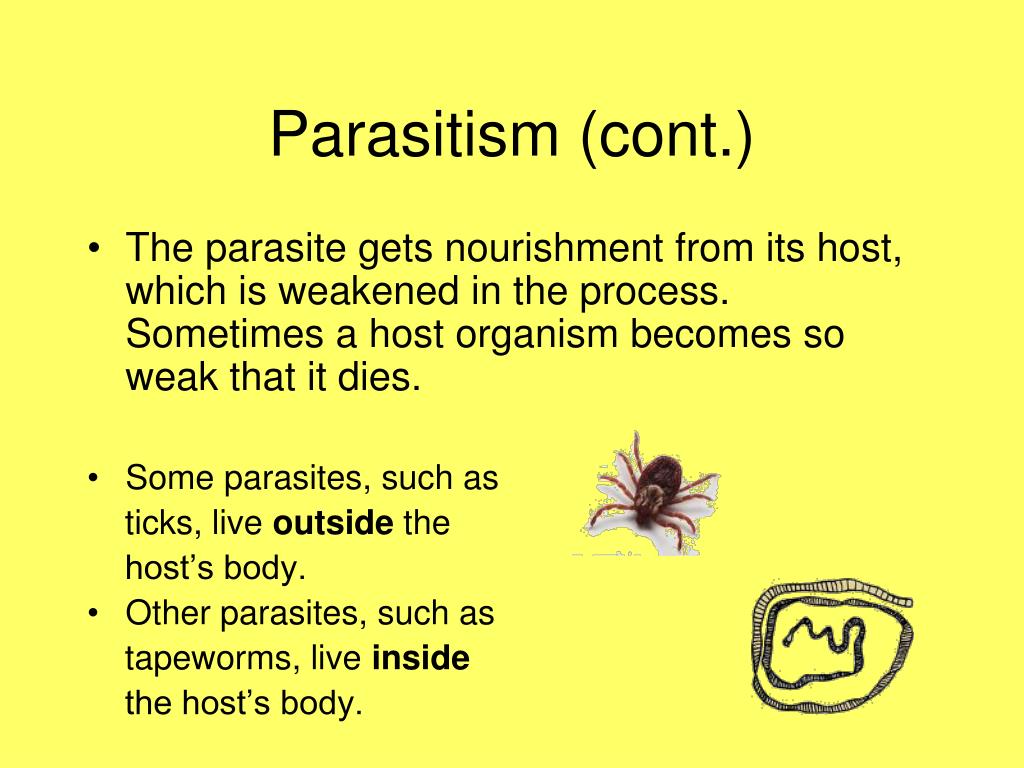 what is symbiotic relationship give an example and explain it