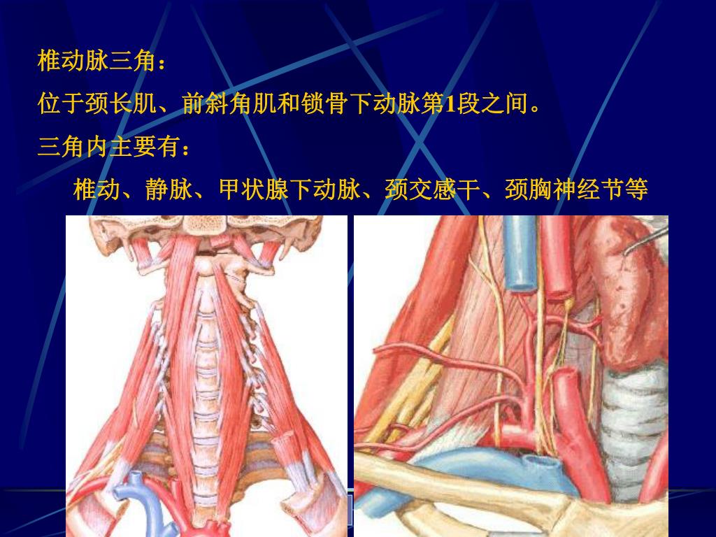 颈横动脉分支解剖图-千图网