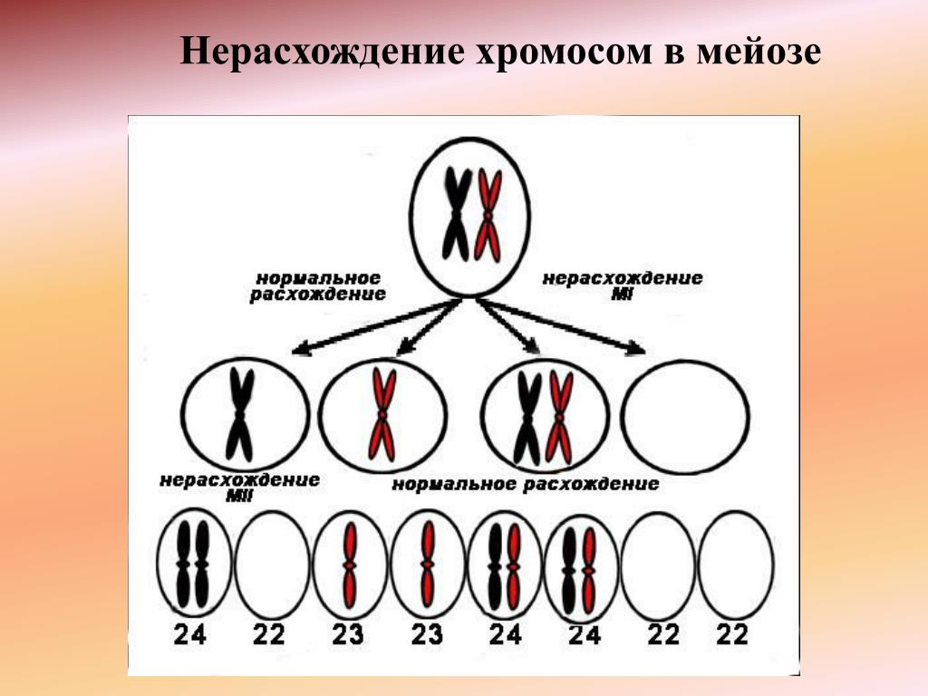 Какое количество хромосом в зиготе человека. Нерасхождение хромосом в анафазе 1 и анафазе 2 мейоза. Нерасхождение хромосом в анафазе 1. Нарушение расхождения хромосом в мейозе. Расхождение хромосом схема.