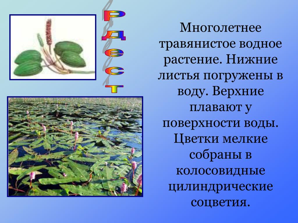В пресной воде морковь что произойдет. Растения пресных вод. Жизнь в пресных Водах растения. Растения пресных водоемов. Растения которые обитают в водоемах.